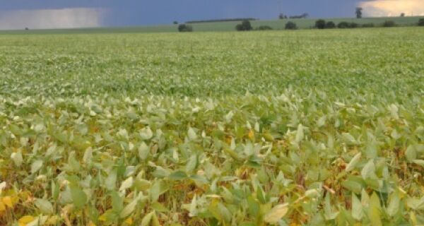 Produtores de Dourados dessecam a soja para antecipar plantio do milho