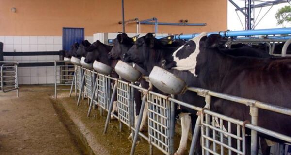 Confinamento de gado leiteiro aumenta lucro de produtores de SC