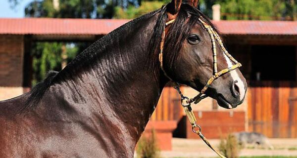 Morte de importantes reprodutores impacta mercado da raça crioula