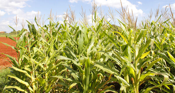 MS deve cultivar até 1,5 milhão de hectares com milho safrinha neste ano
