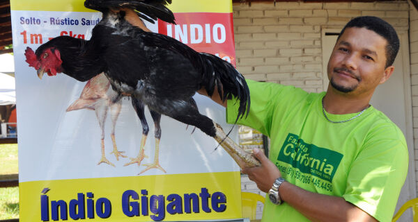 Maior galo do mundo é atração na Expogrande 2013
