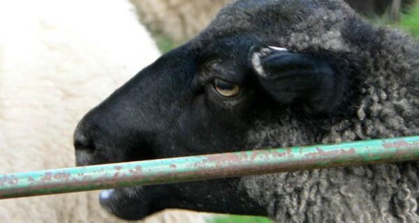 Mato Grosso do Sul desenvolve sistema inédito para abate de ovinos