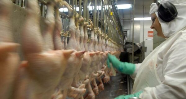 Seara Alimentos anuncia encerramento da produção de frangos na Serra Gaúcha