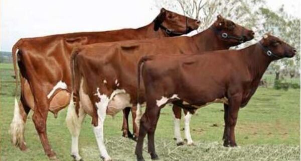 Pecuaristas do PR investem no gado de leite da raça illawarra
