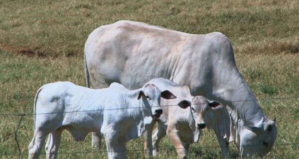 Manejo correto de bezerros recém-nascidos diminui taxa de mortalidade nos rebanhos