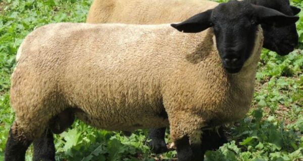 Criadores de ovinos iniciaram contatos com a Inglaterra para melhora do rebanho suffolk no Brasil