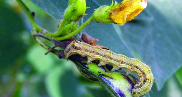 Nematoides podem ser usados no controle da Helicoverpa armigera