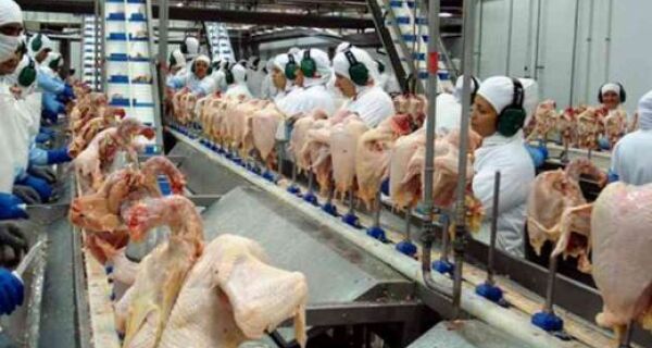 Exportações de carne de frango sobem 80% em Mato Grosso do Sul