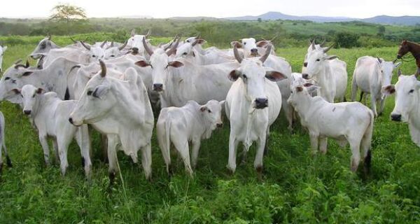Relatório do IBGE mostra cenário pouco favorável à produção pecuária brasileira