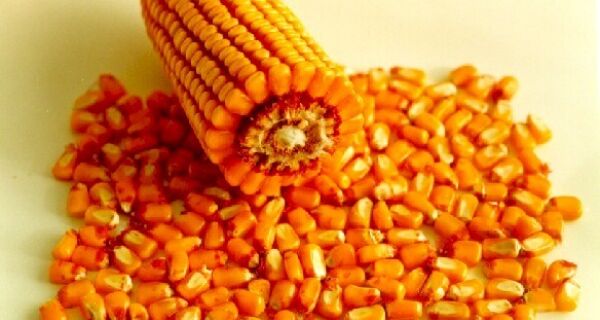 Bom volume de milho exportado pelo Brasil em outubro