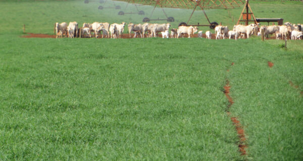Pivô central de irrigação garante pasto nutritivo a vacas prenhes