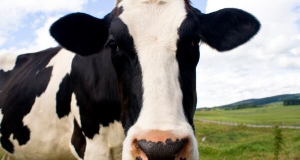 Prednisolona e cefapirina atuam juntas no tratamento de mastite ambiental