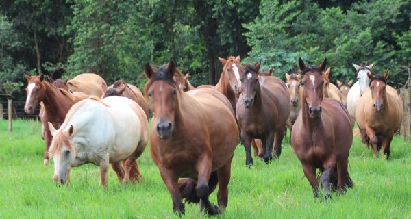 MS é o Estado do Centro-Oeste que  mais cresce na criação de cavalos crioulos