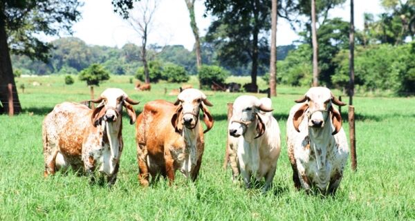 Leilão de Gir Leiteiro e Girolando movimenta negócios no setor de leite este mês