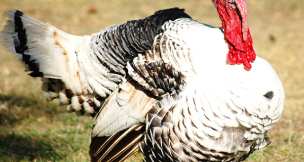 JBS investirá R$ 420 milhões para implantação de frigorífico de abate de peru em MS