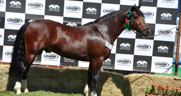 Julgamento na Expogrande consolida MS como polo do cavalo crioulo