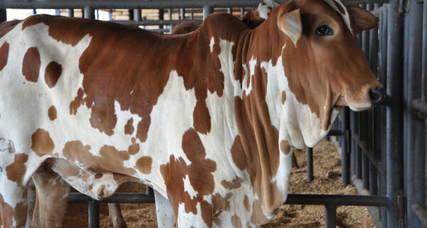 Vitrine do Boi é a mais nova modalidade de comercialização de gado na Acrissul