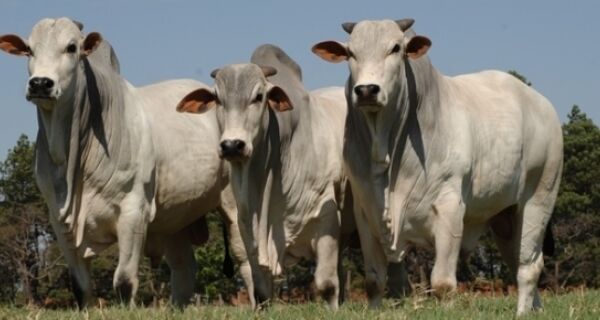 Brasil conclui acordo com Moçambique para exportar bovinos vivos