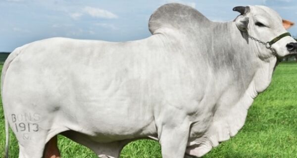 Iman é o primeiro da tabela dos touros aprovados da Reprodução Programada 2012 da ANCP