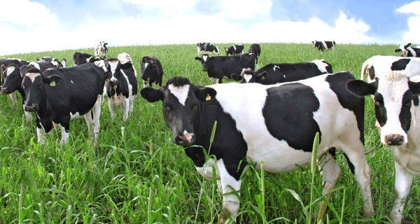 Mão de obra e combustíveis puxaram alta dos custos de produção da pecuária leiteira no começo de 201