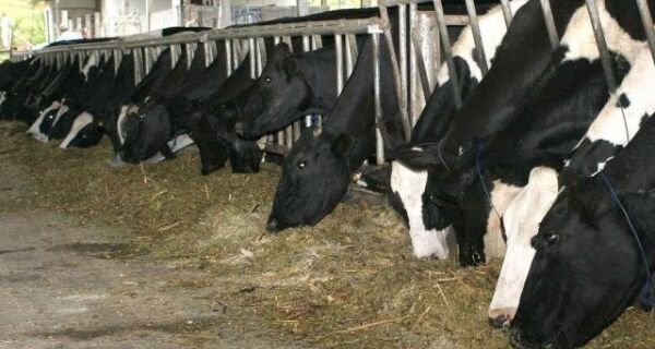 Clima muda e entressafra faz preço do leite subir 8% ao produtor de MS