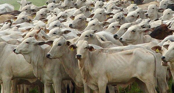 Dieese aponta 'notório abandono do Estado' na indústria de carne