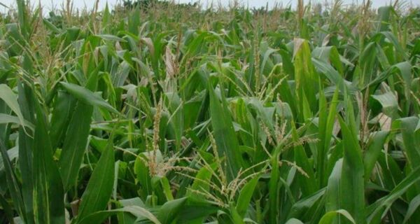 Safrinha de milho evolui bem, mas excesso de chuva em algumas regiões de MS preocupa