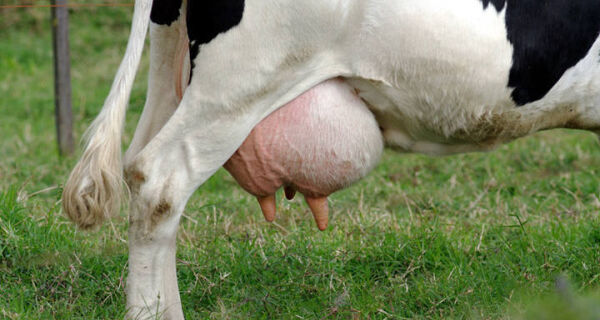 Indústria paga 60% a mais para produção de leite orgânico