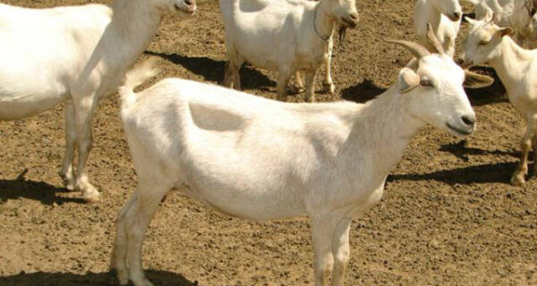 Serviço orienta criadores para nutrição eficiente de caprinos e ovinos
