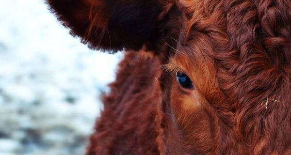 EUA confirmam caso atípico de doença da vaca louca 
