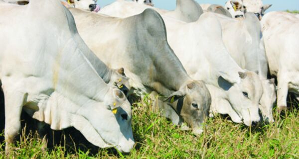 Mato Grosso do Sul bate recorde na venda de gado gordo em pé no mês de julho