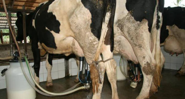 Estudantes criam sistema para monitorar vacas leiteiras