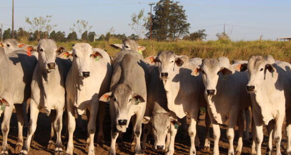 Brasil pode exportar até 20 mil cabeças de gado vivo por ano a Myanmar