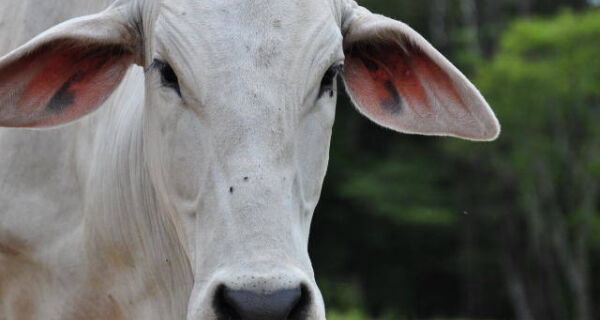 Preço do boi gordo já subiu 16% entre agosto e setembro