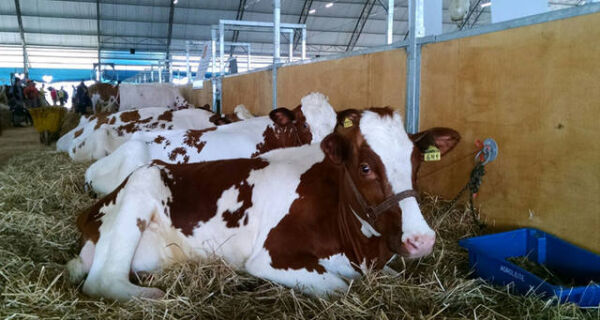 Secagem de vacas leiteiras estimula a produção