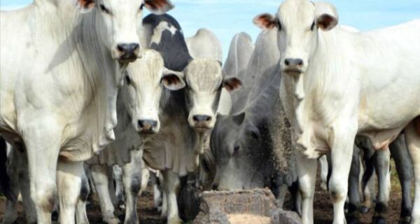 Venda de sêmen de boi cresce 7,6% no primeiro semestre