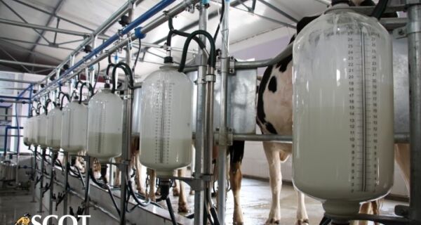 Queda foi menor para o produtor de leite no pagamento de novembro, mas pressão continua