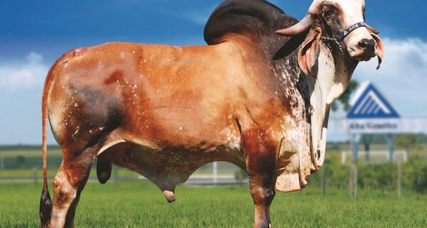 Morre touro PH Uísque, um dos melhores da raça Gir Leiteiro