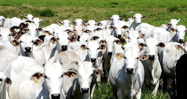 Rebanho bovino de MS cresce e supera a marca de 21,8 milhões de cabeças