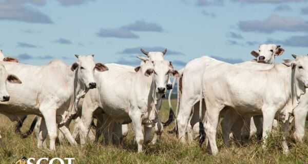 Maior descarte de fêmeas impulsionou abate de bovinos em 2017