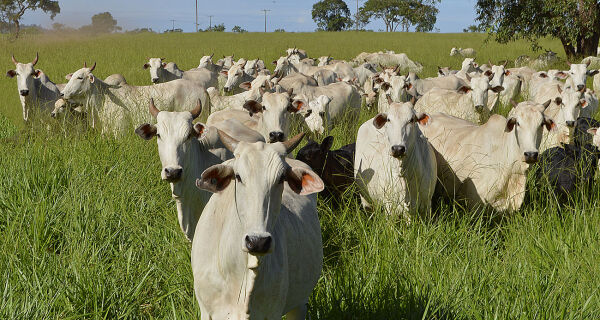Produção de carne bovina em MS sobe 13%