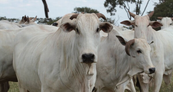 Capacidade de retenção do gado estabilizou a @ em Aquidauana (MS)