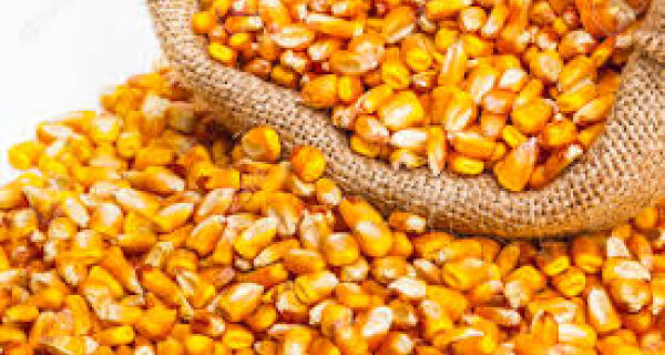 Valor da Produção Agropecuária de 2018 é estimada em R$ 530,1 bilhões