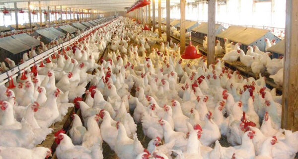 Demanda continua fraca no mercado frango
