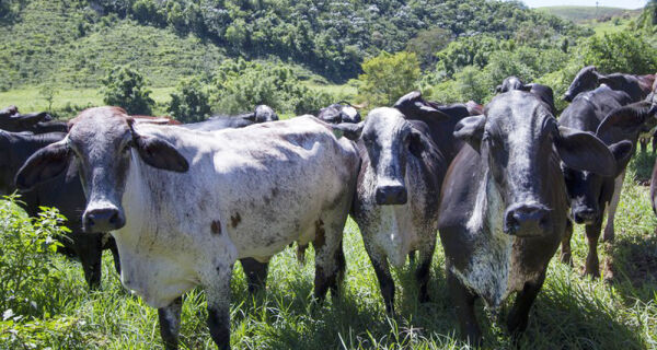  Embrapa anuncia revolução no melhoramento genético do gado leiteiro