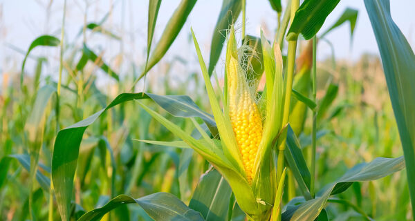 Mais 200 mil toneladas de milho serão leiloadas para criadores