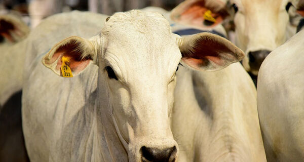 Exportação da carne bovina sul-mato-grossense apresenta aumento superior a 5%