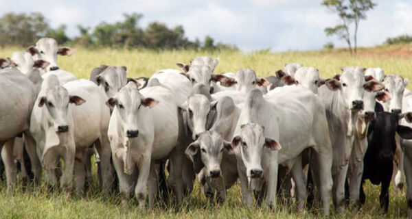 Mercado do sebo bovino segue parado e cotações estão estáveis