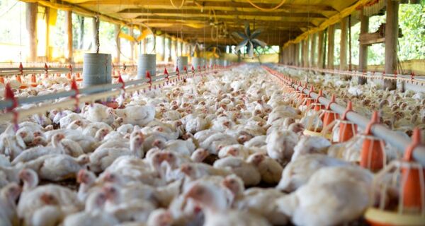 Acordo sanitário libera exportação de frango halal até 30 de junho