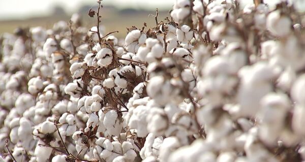 Tempo seco favorece lavouras de algodão em desenvolvimento